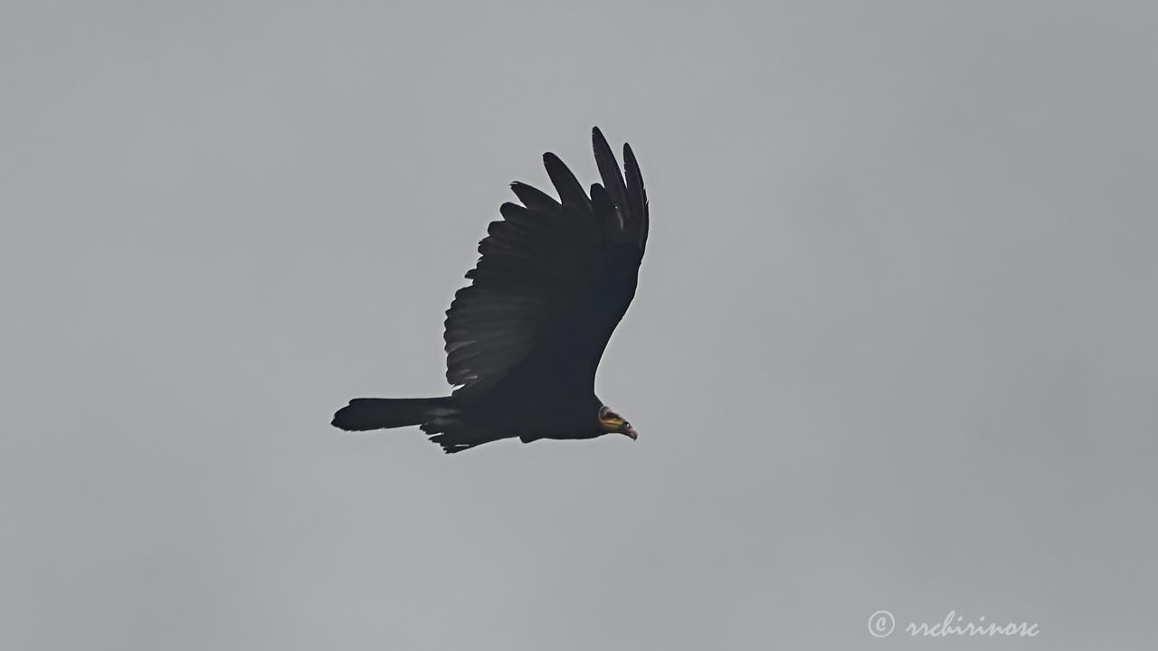 Greater yellow-headed vulture