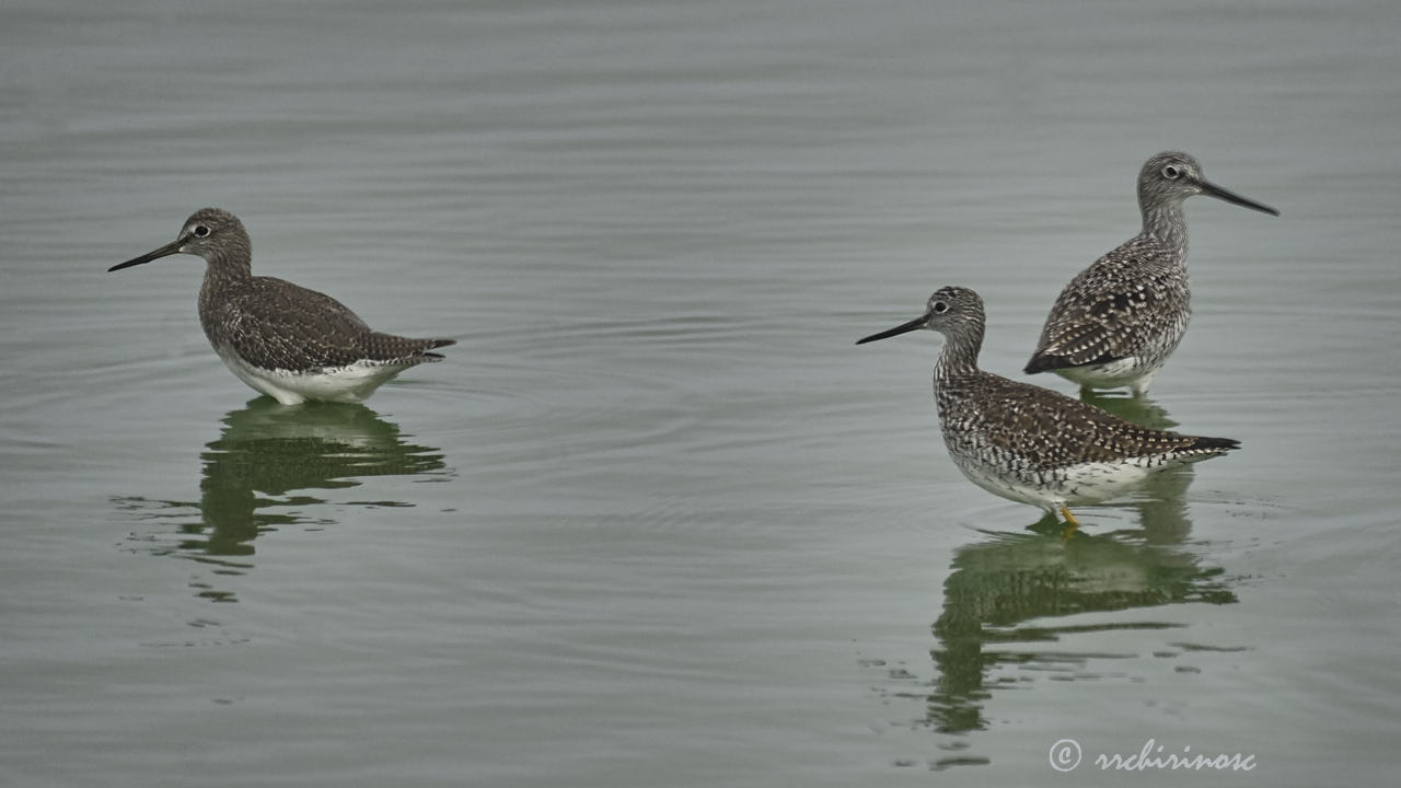 Greater yellowlegs