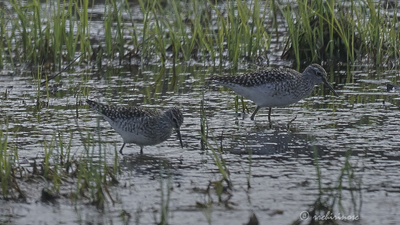 Greater yellowlegs