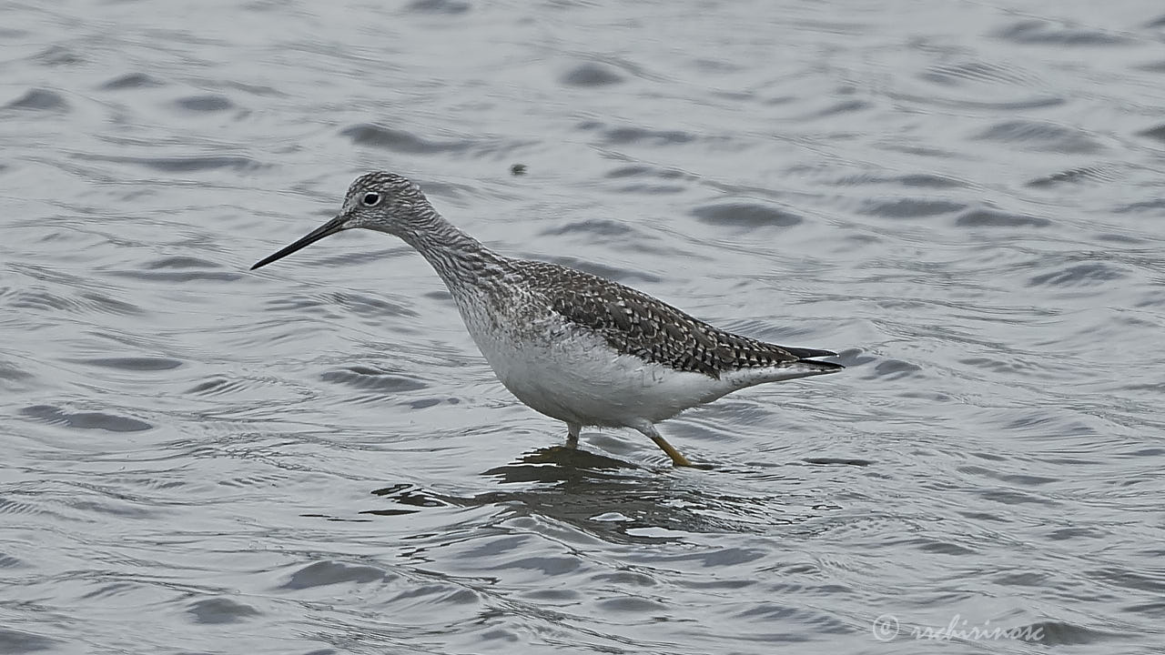 Greater yellowlegs