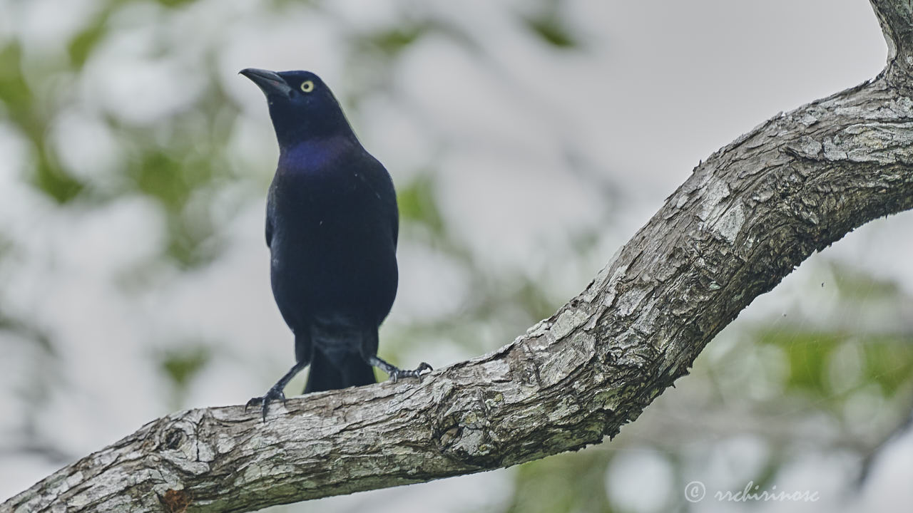 Great-tailed grackle