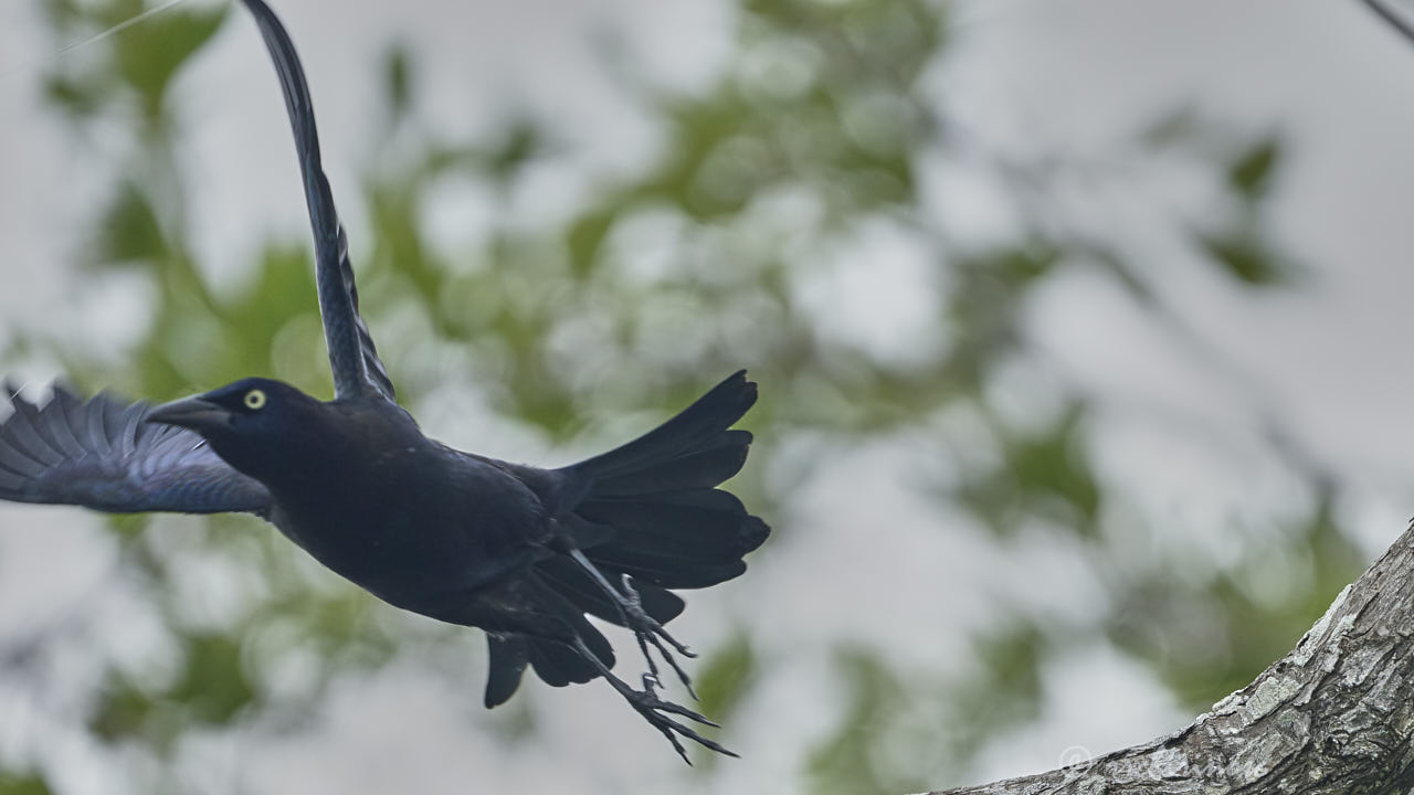 Great-tailed grackle