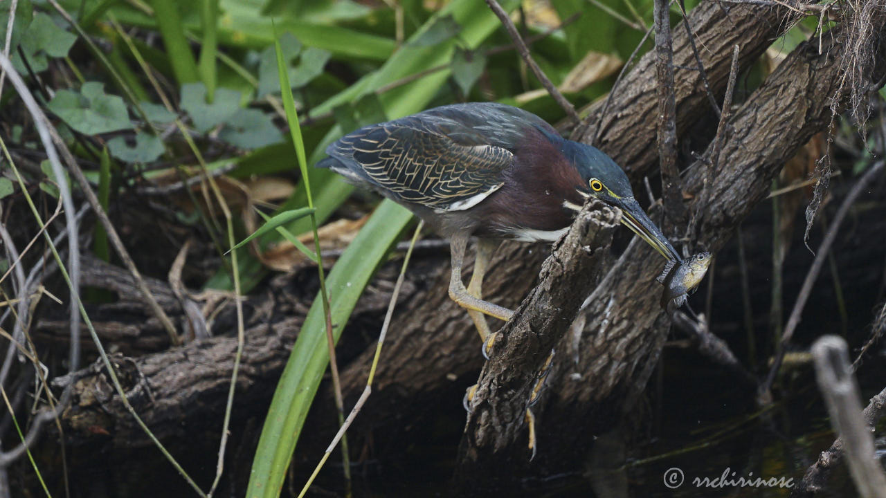 Green heron