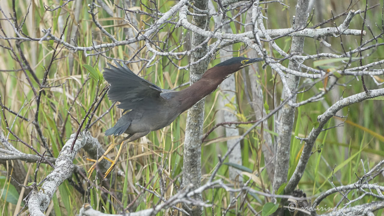 Green heron