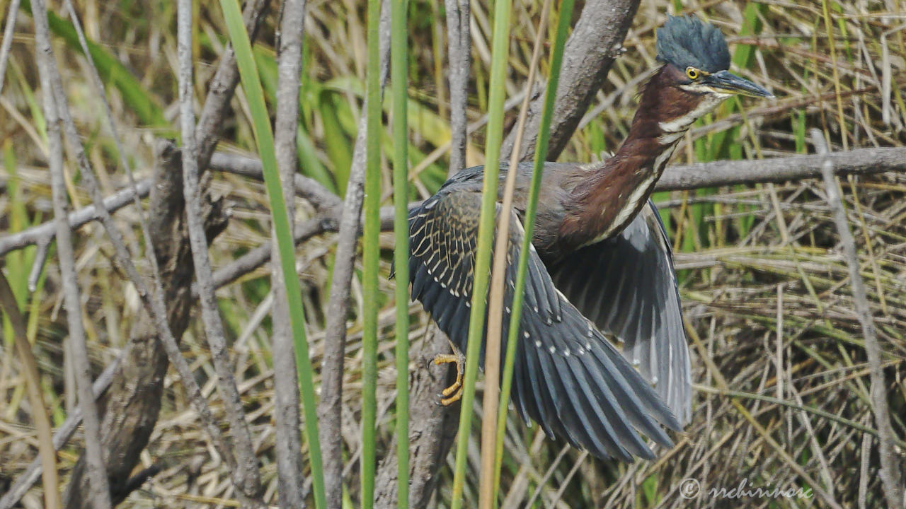 Green heron