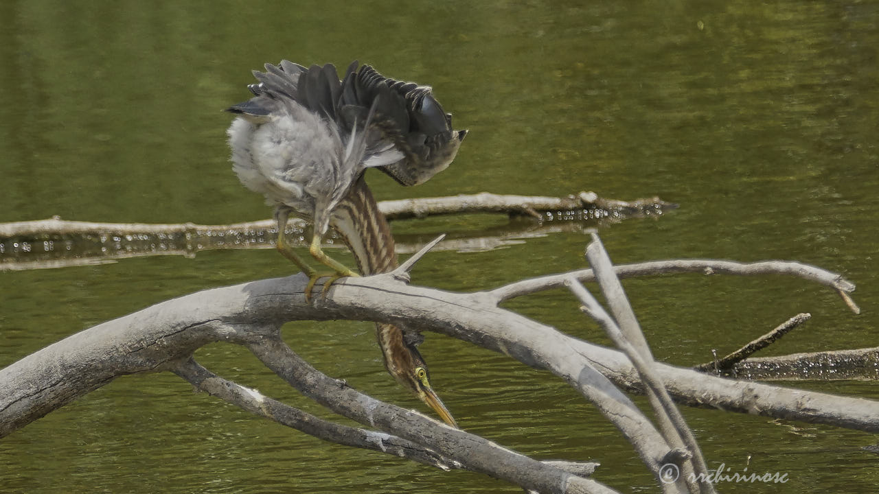 Green heron