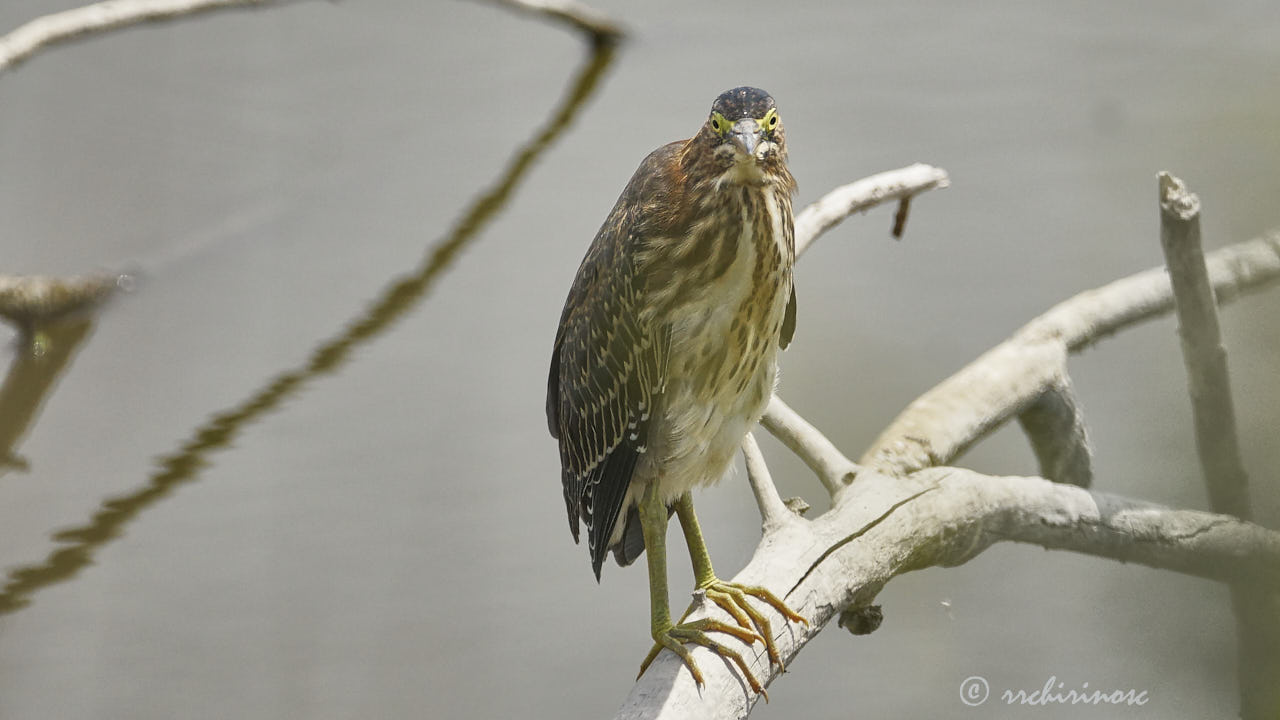 Green heron