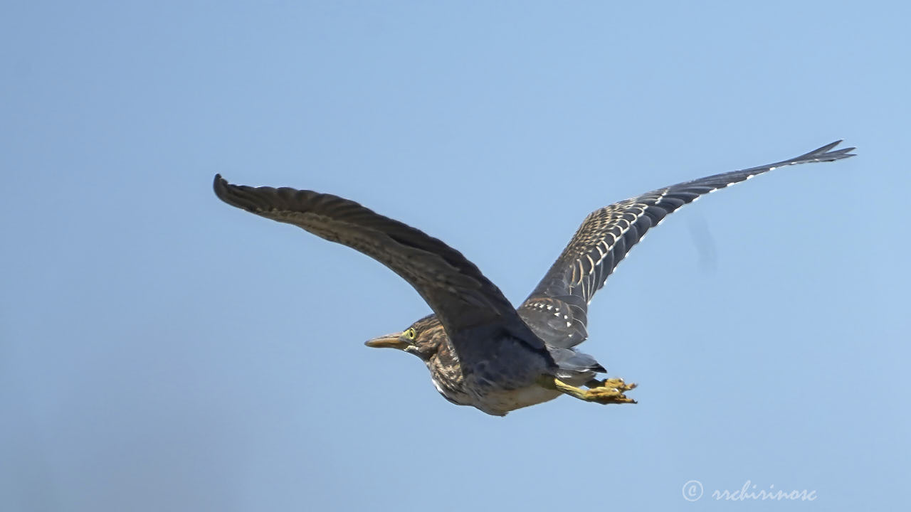 Green heron