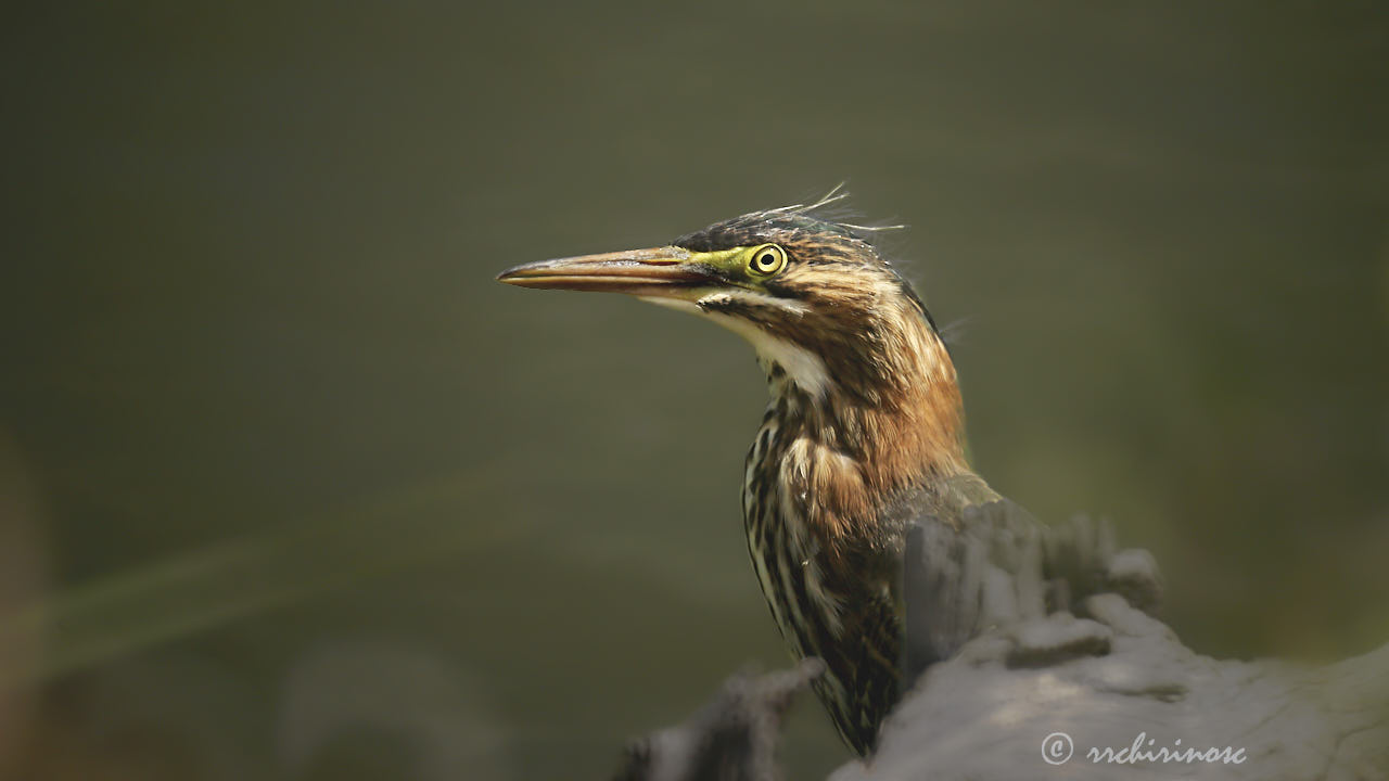 Green heron