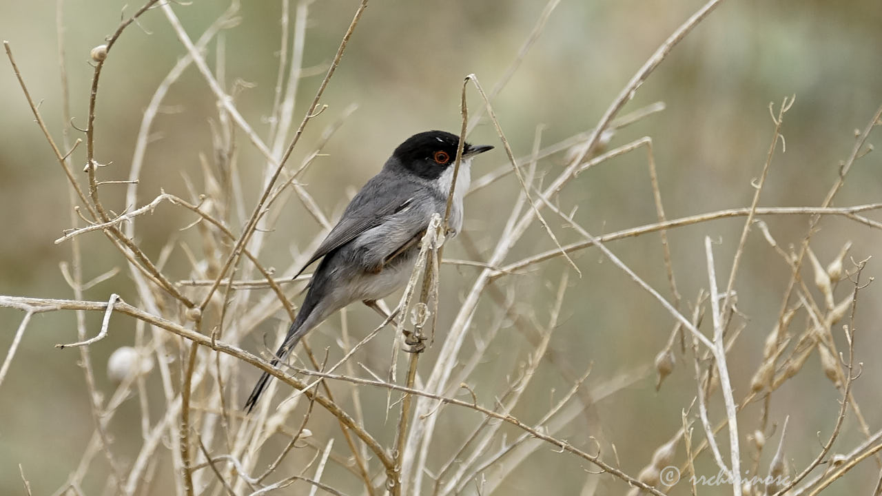 Sardinian warbler