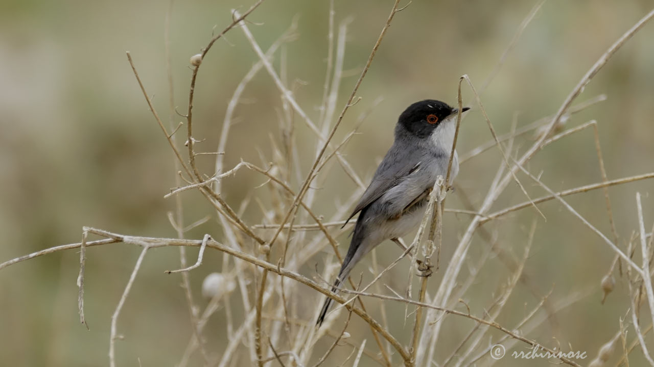 Sardinian warbler