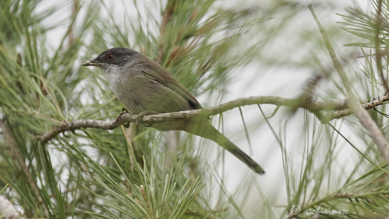 Sardinian warbler