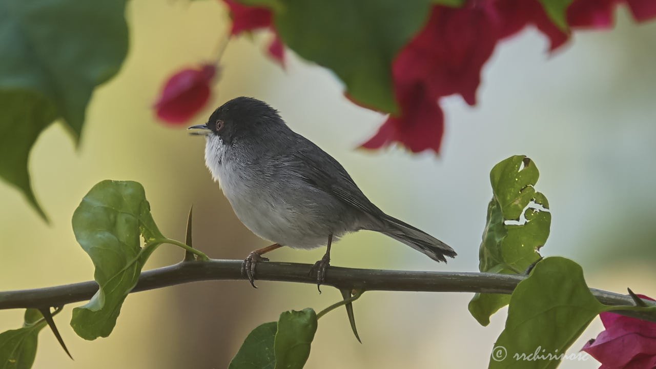 Sardinian warbler