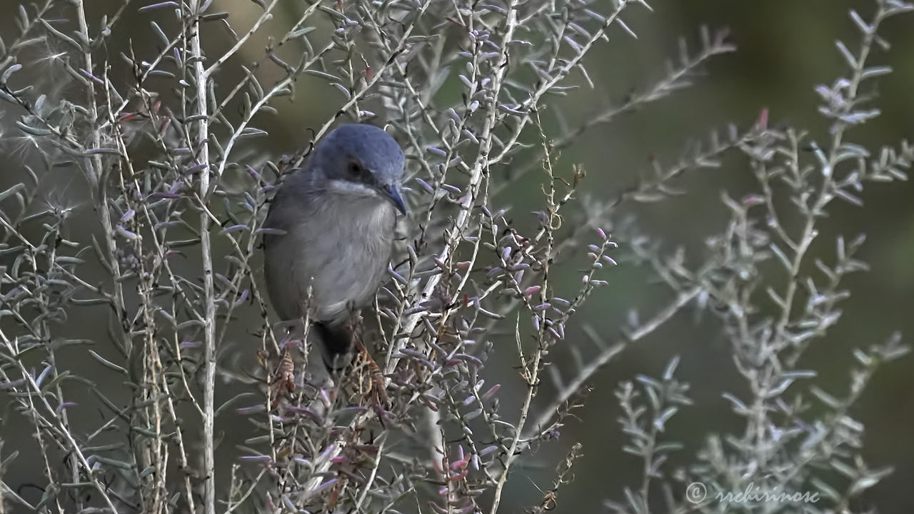 Sardinian warbler