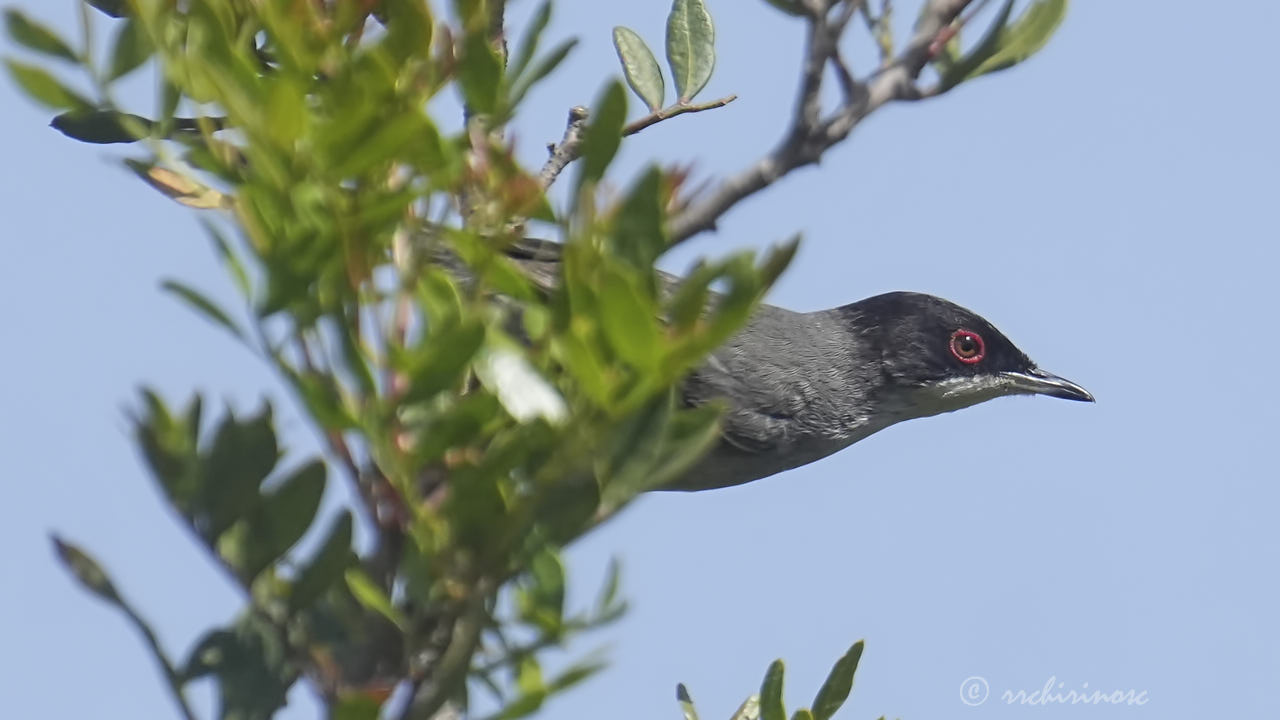 Sardinian warbler