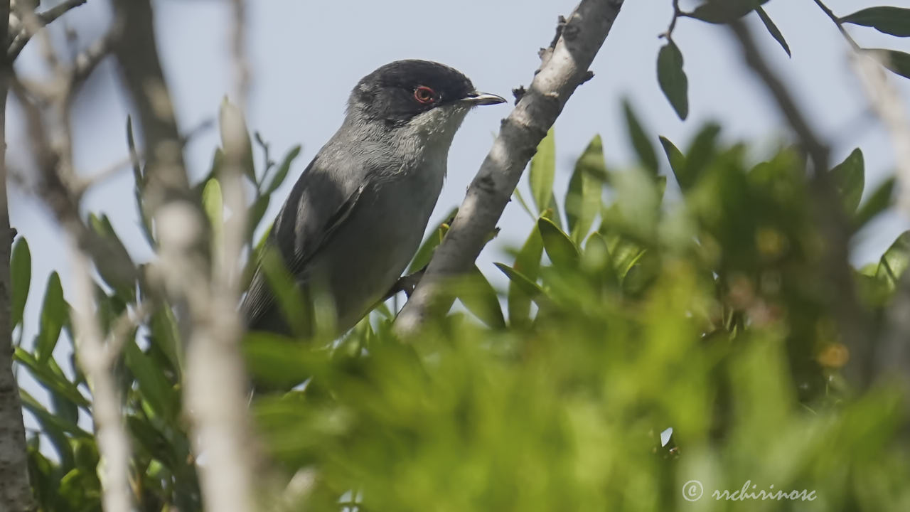 Sardinian warbler