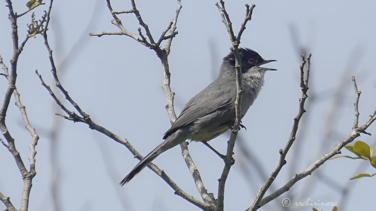 Sardinian warbler