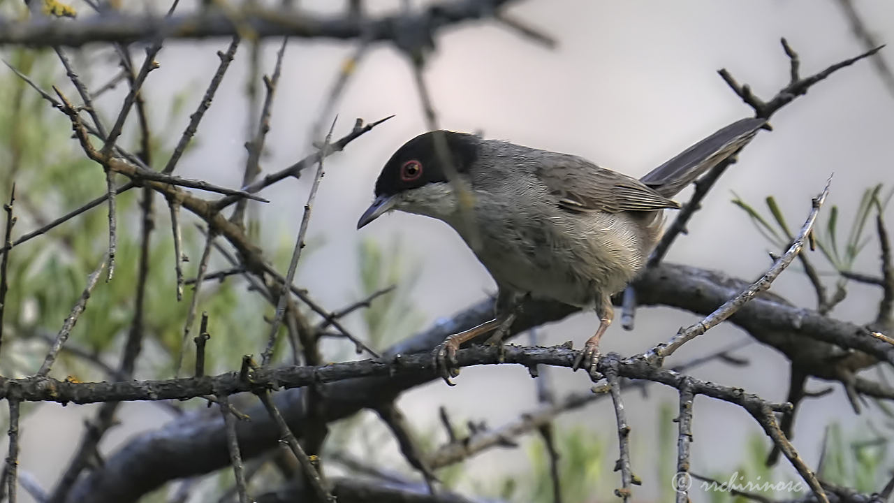 Sardinian warbler