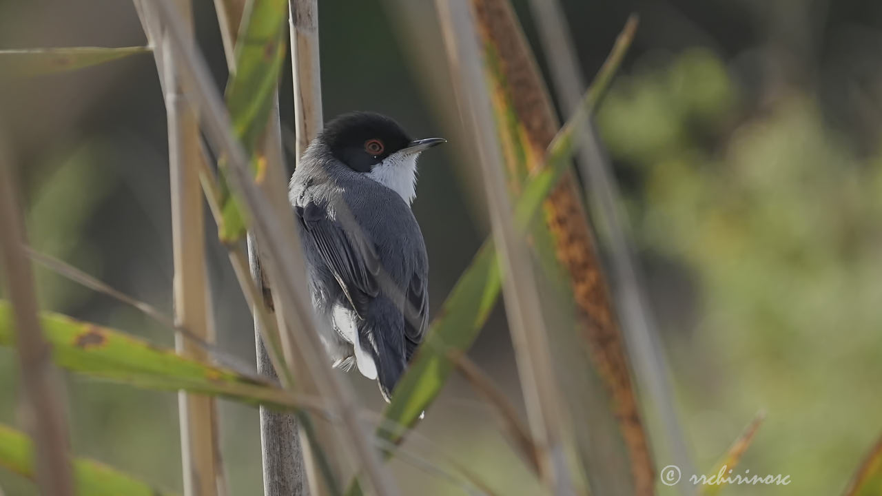 Sardinian warbler