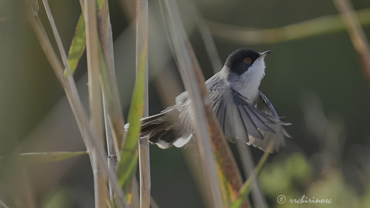 Sardinian warbler