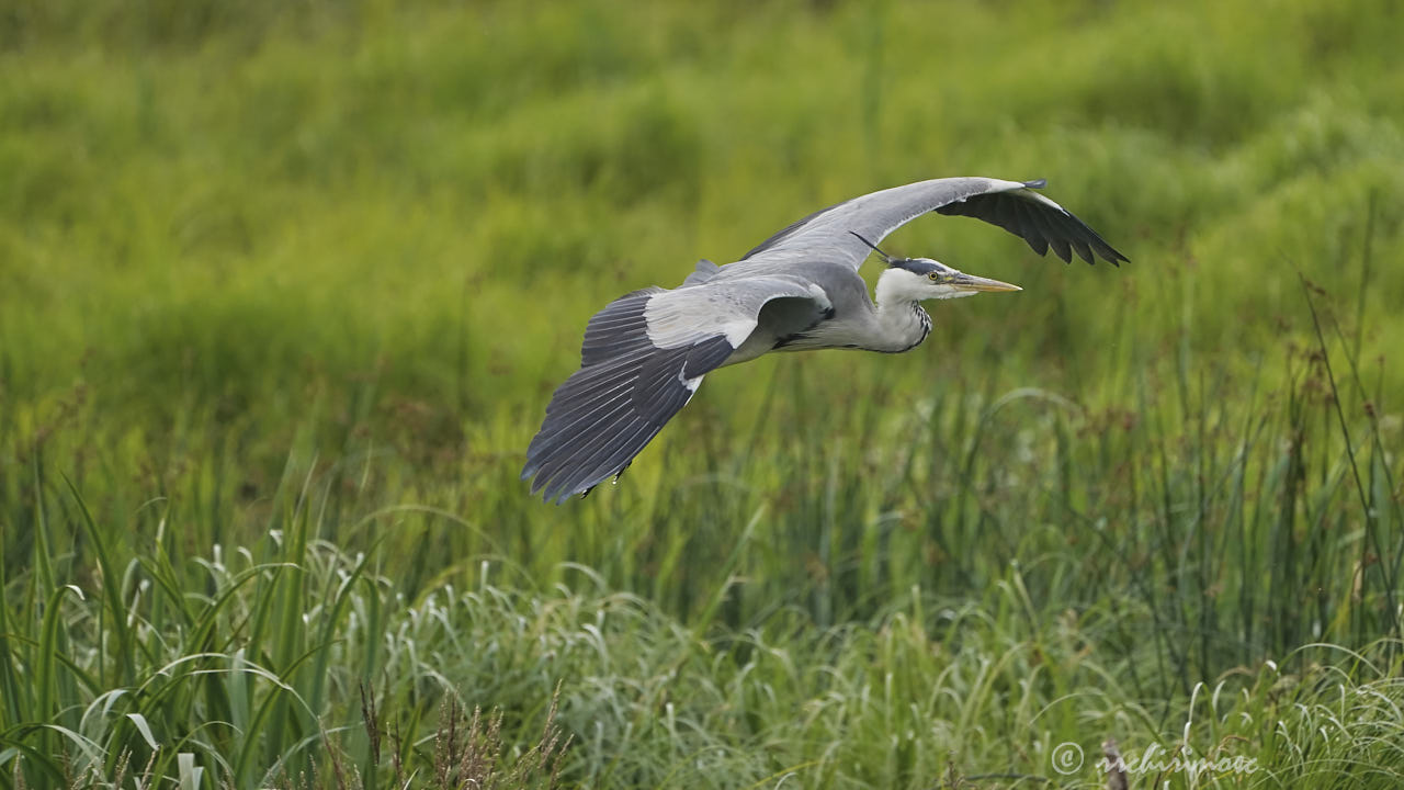 Grey heron