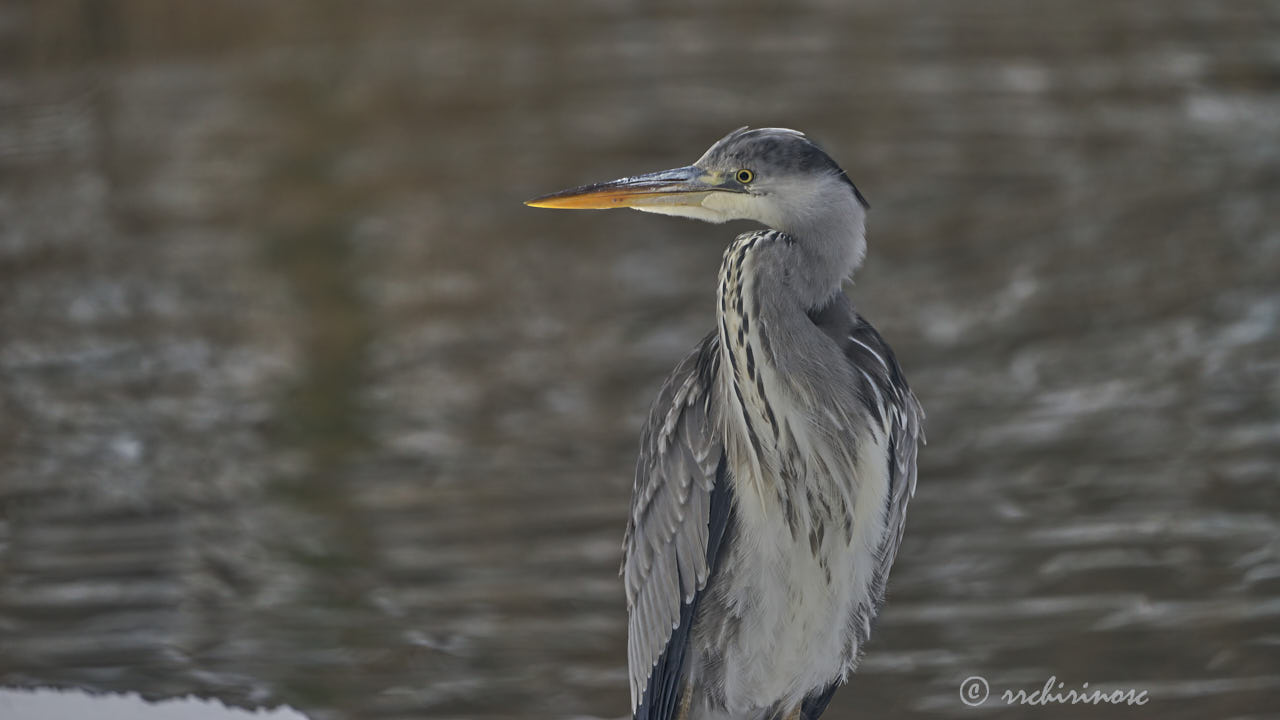 Grey heron