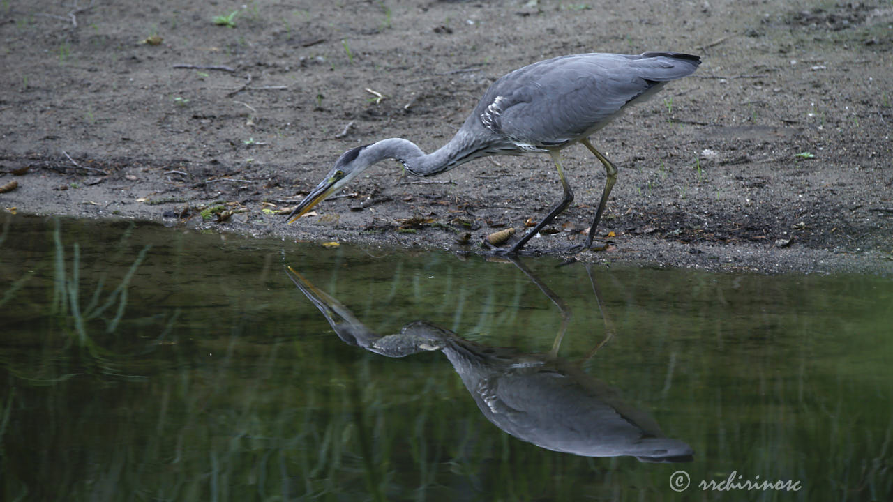 Grey heron