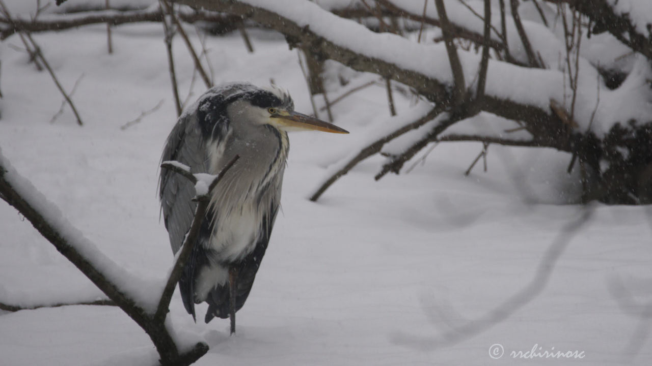 Grey heron