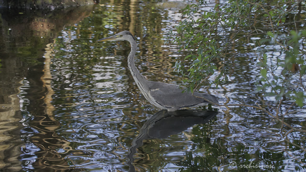 Grey heron