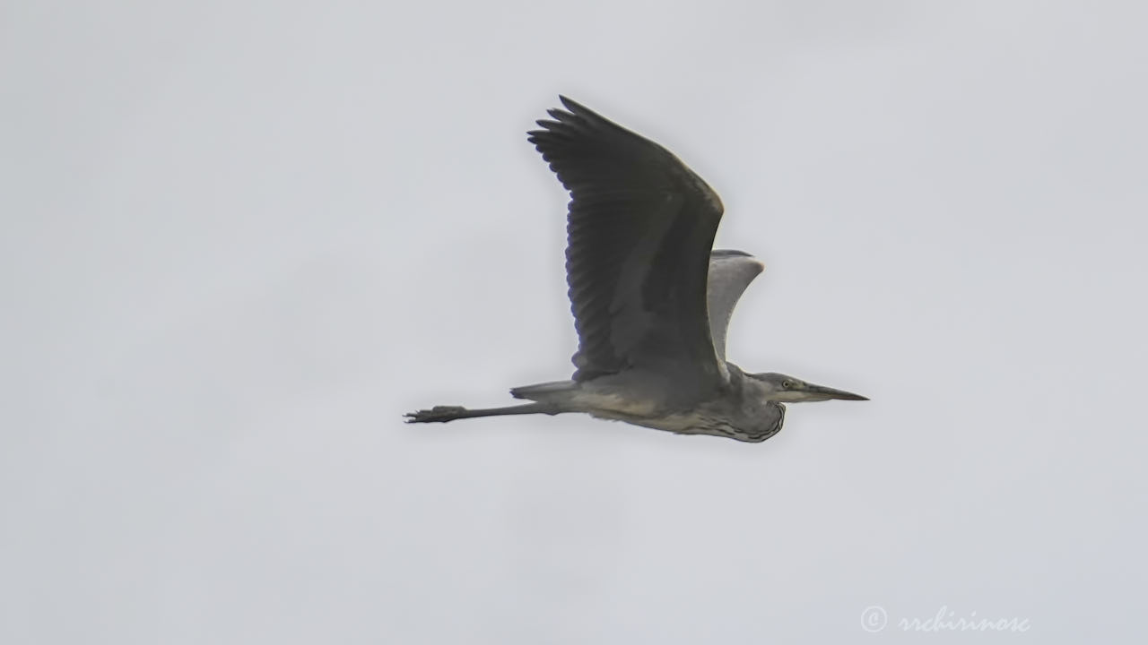 Grey heron