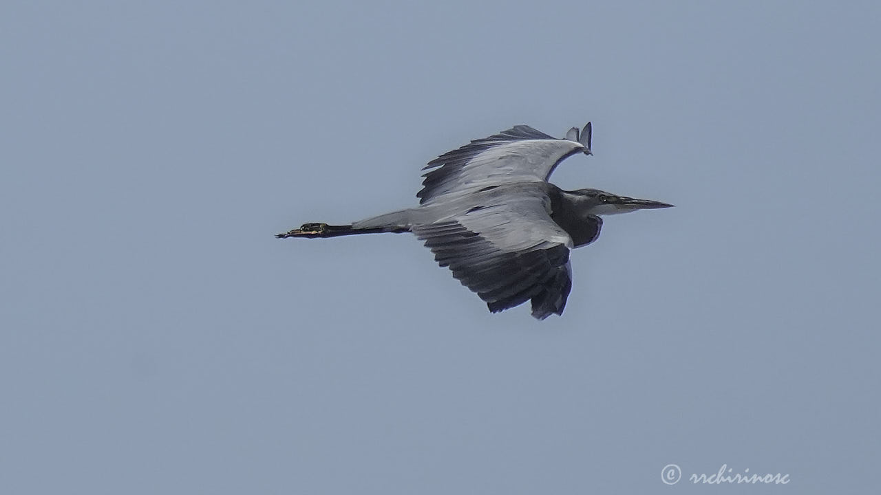 Grey heron