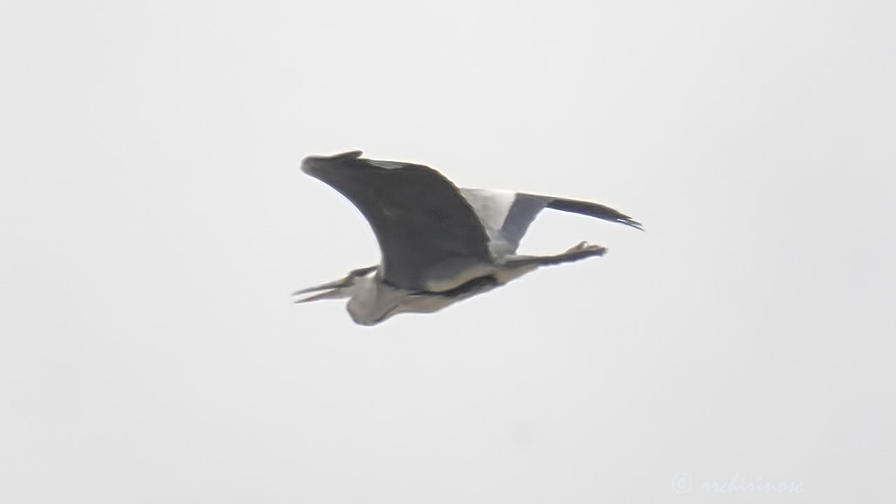 Grey heron