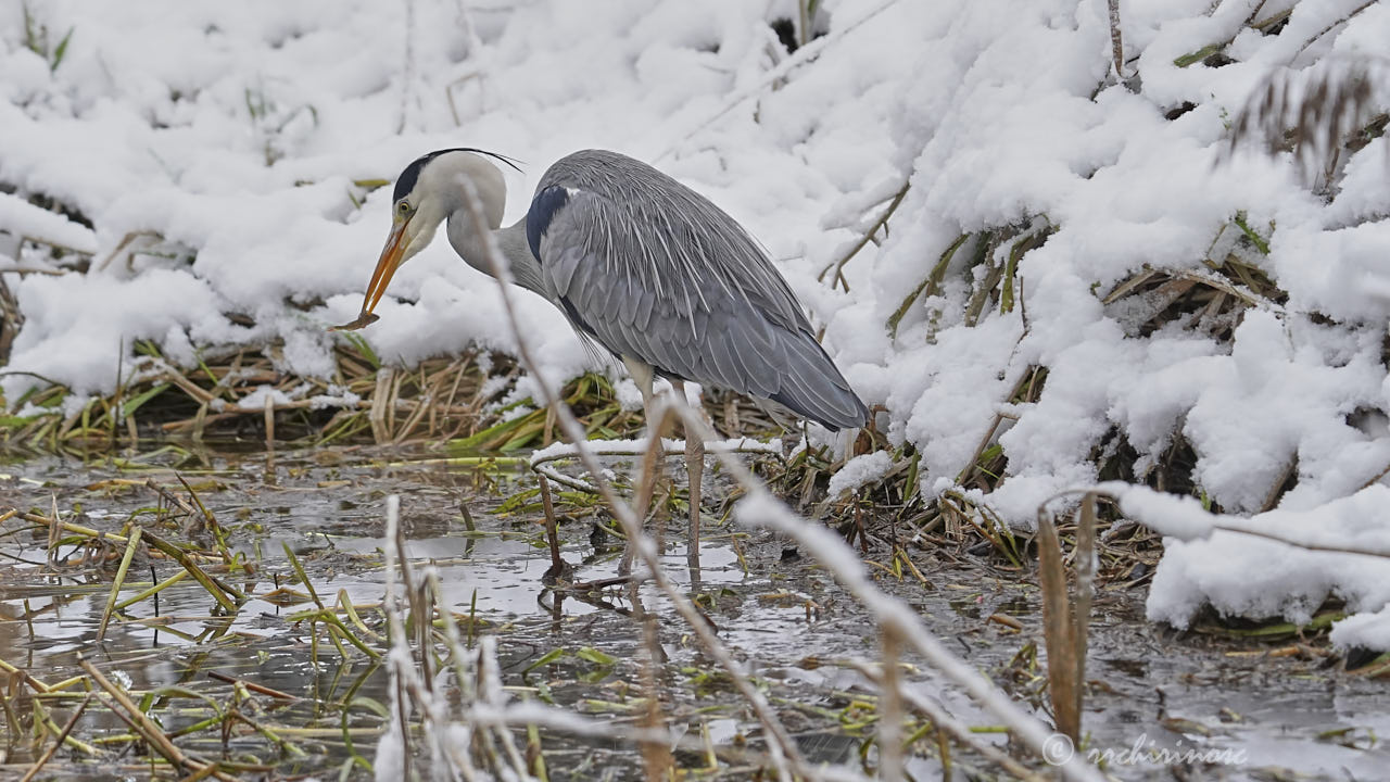 Grey heron