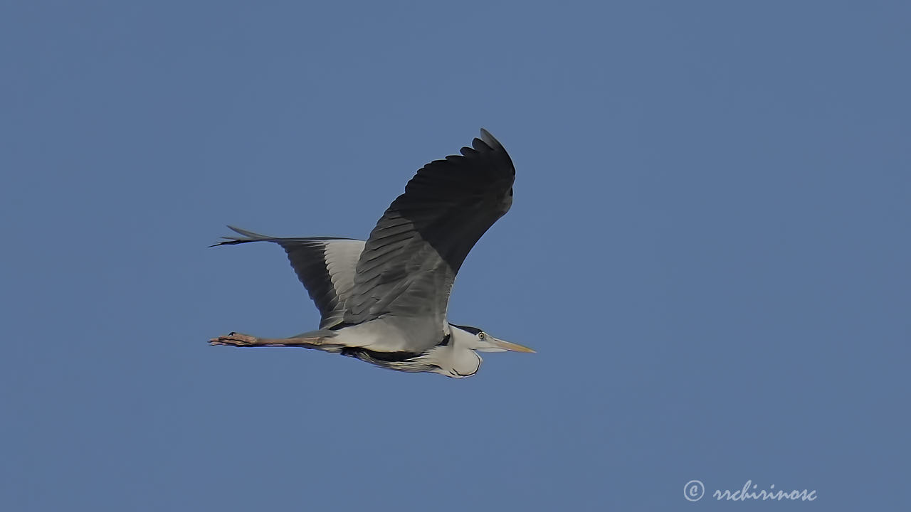 Grey heron