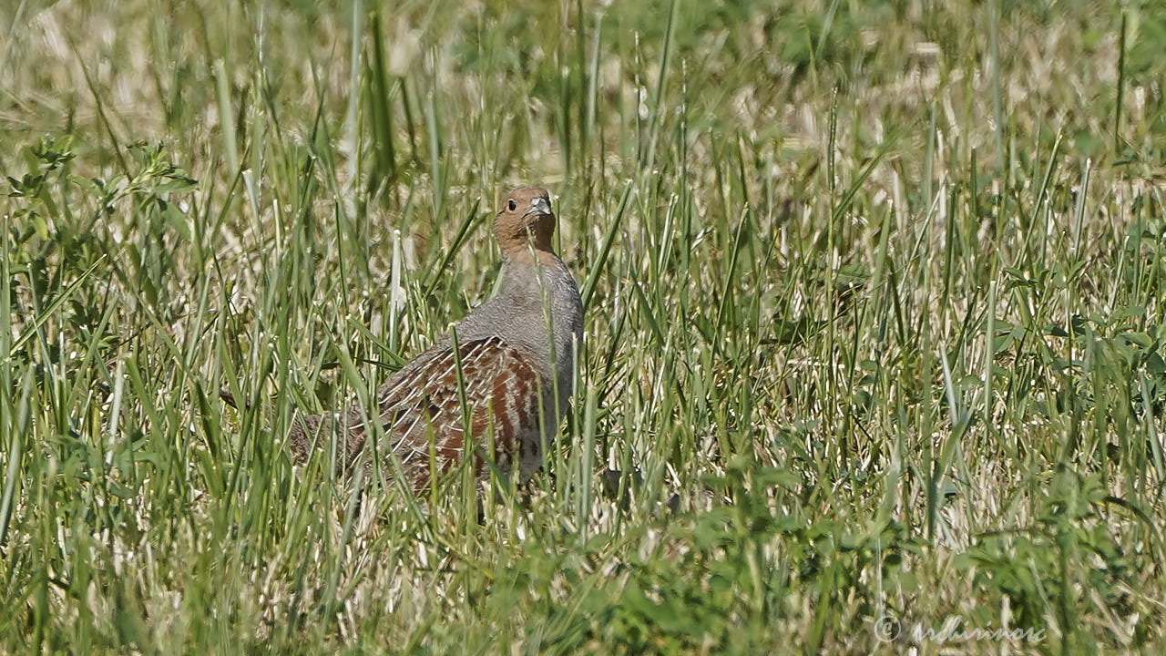 Grey partridge