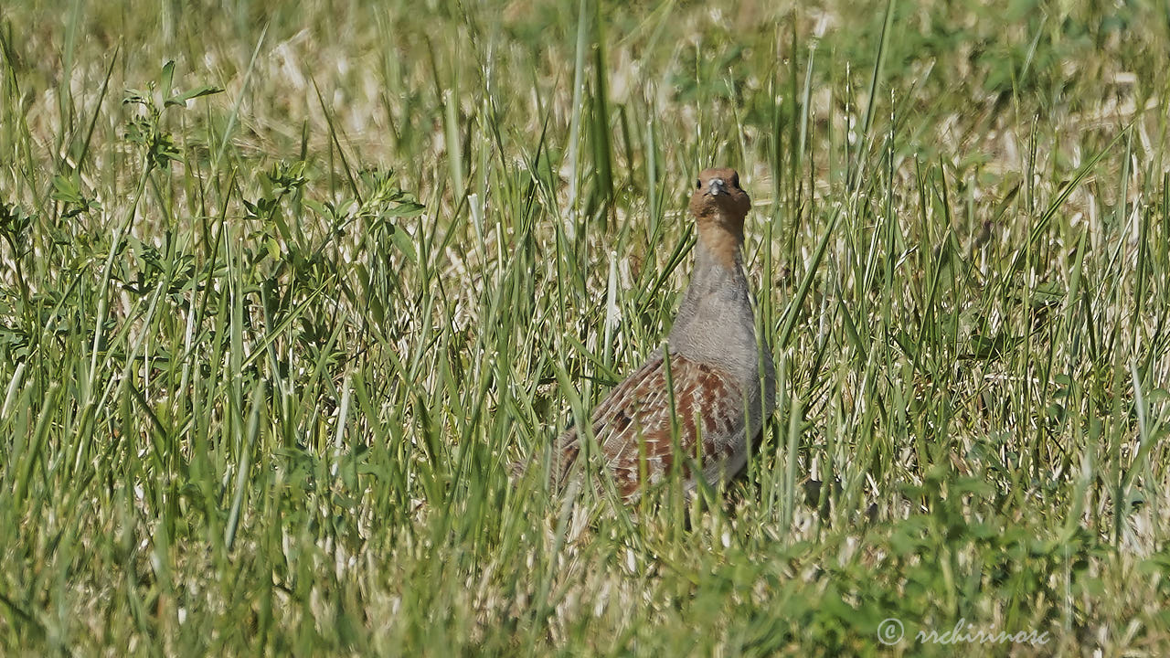 Grey partridge