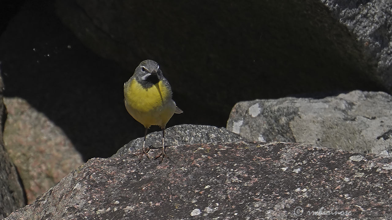 Grey wagtail