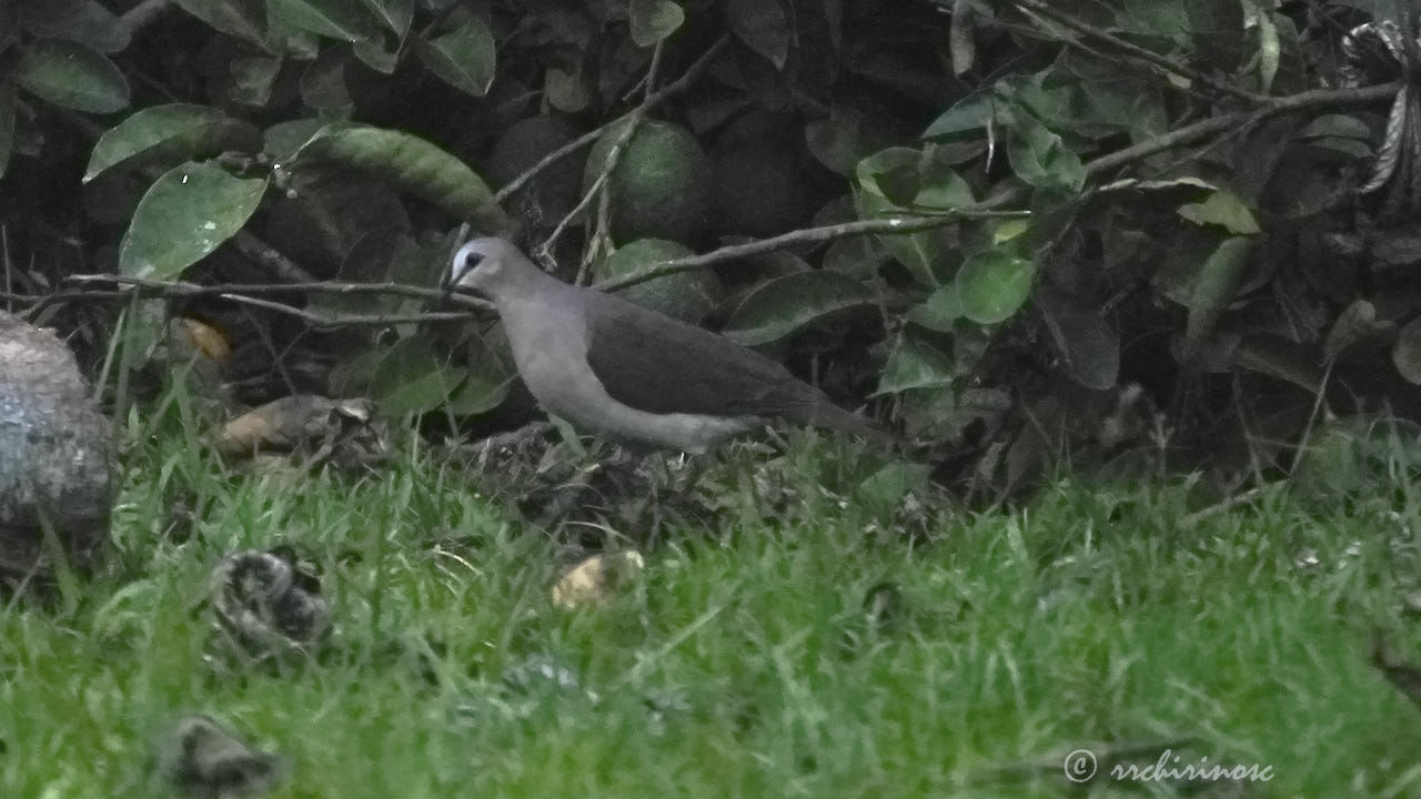 Grey-fronted dove