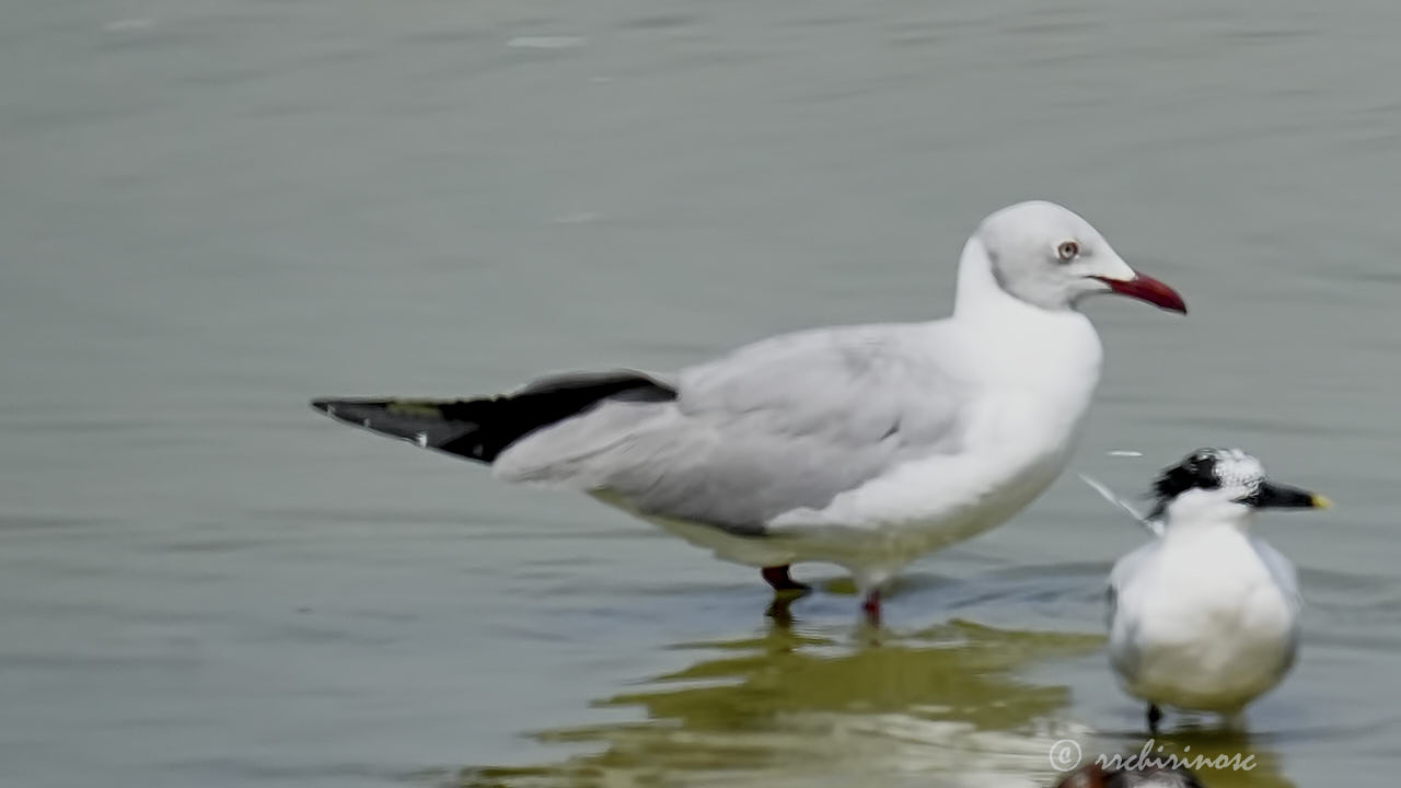 Grey-headed gull