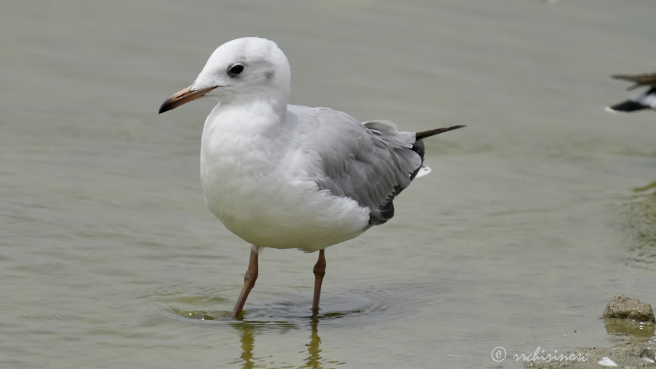 Grey-headed gull