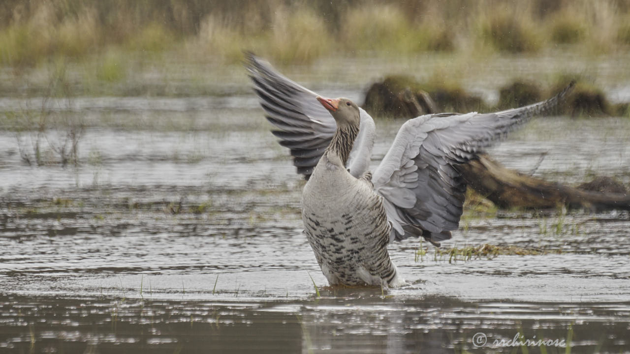 Greylag goose