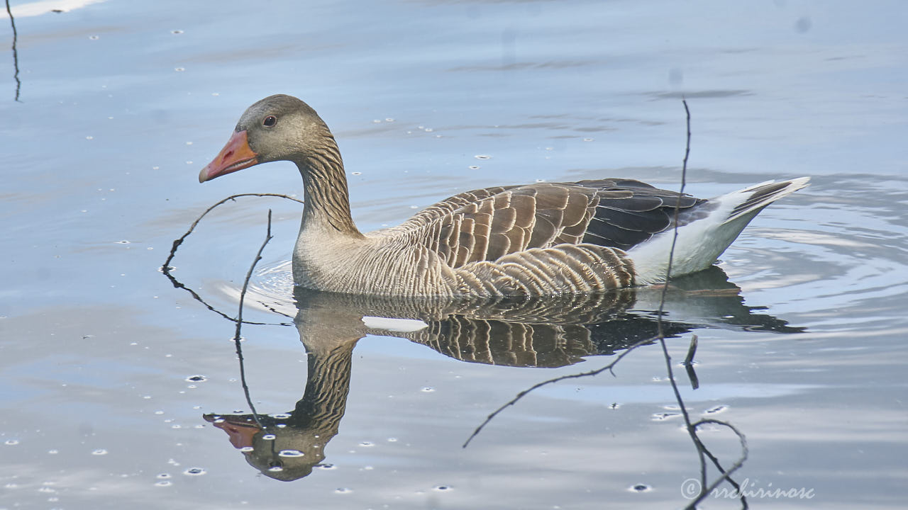 Greylag goose