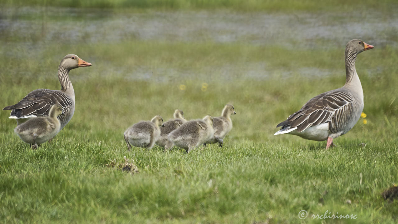 Greylag goose