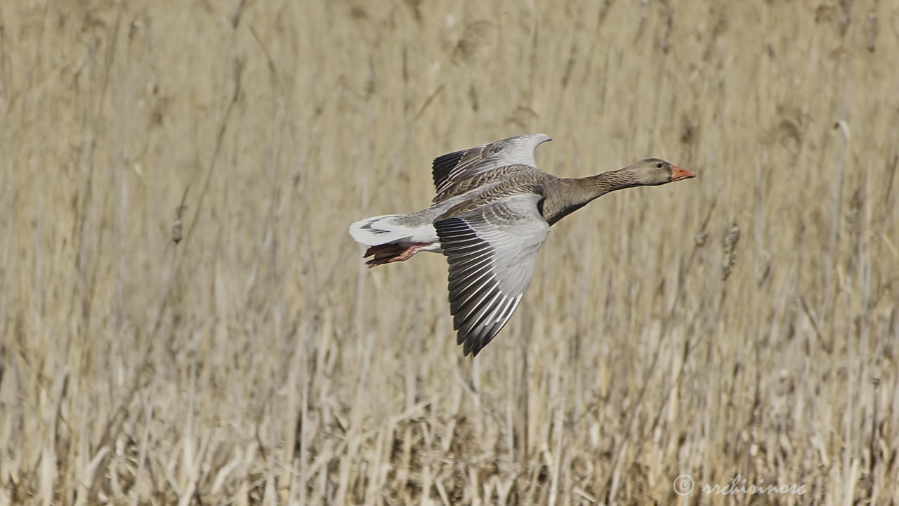 Greylag goose