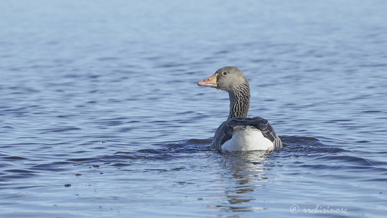 Greylag goose