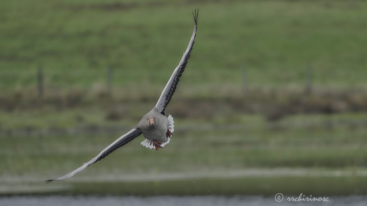 Greylag goose