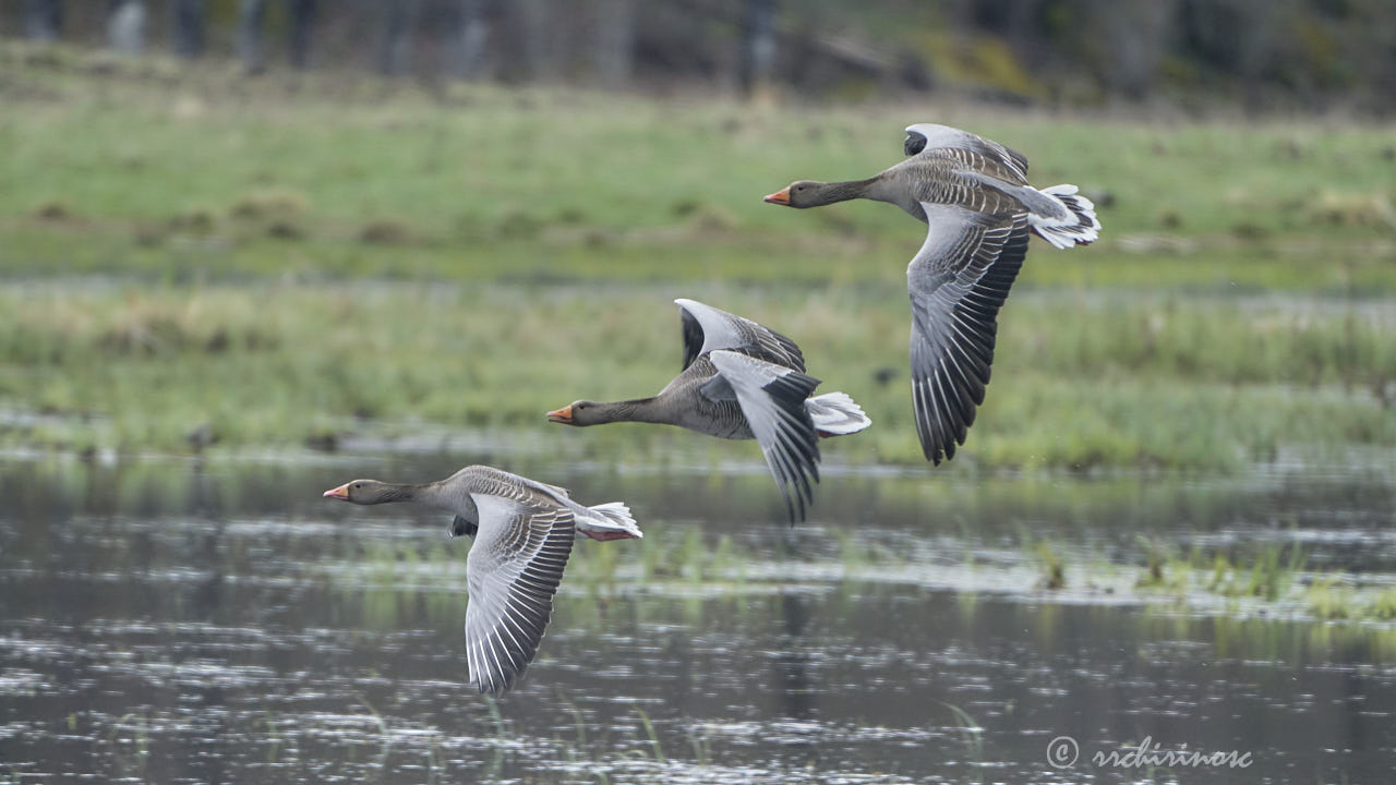 Greylag goose