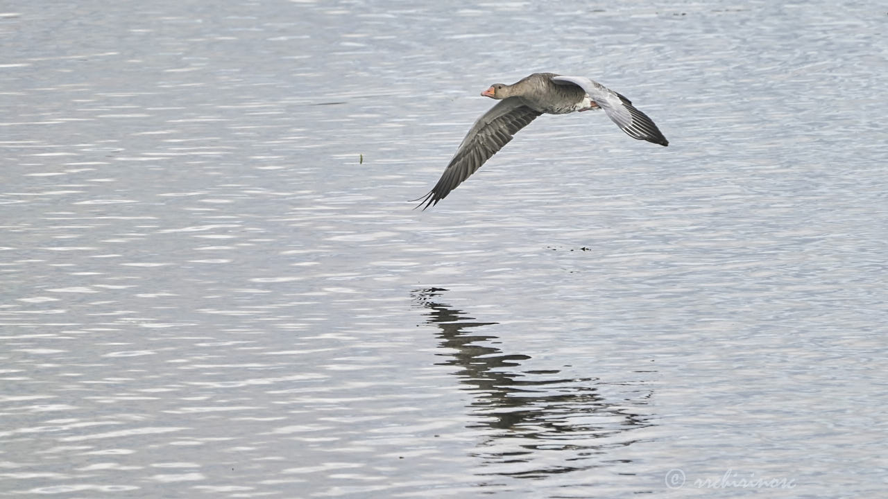 Greylag goose