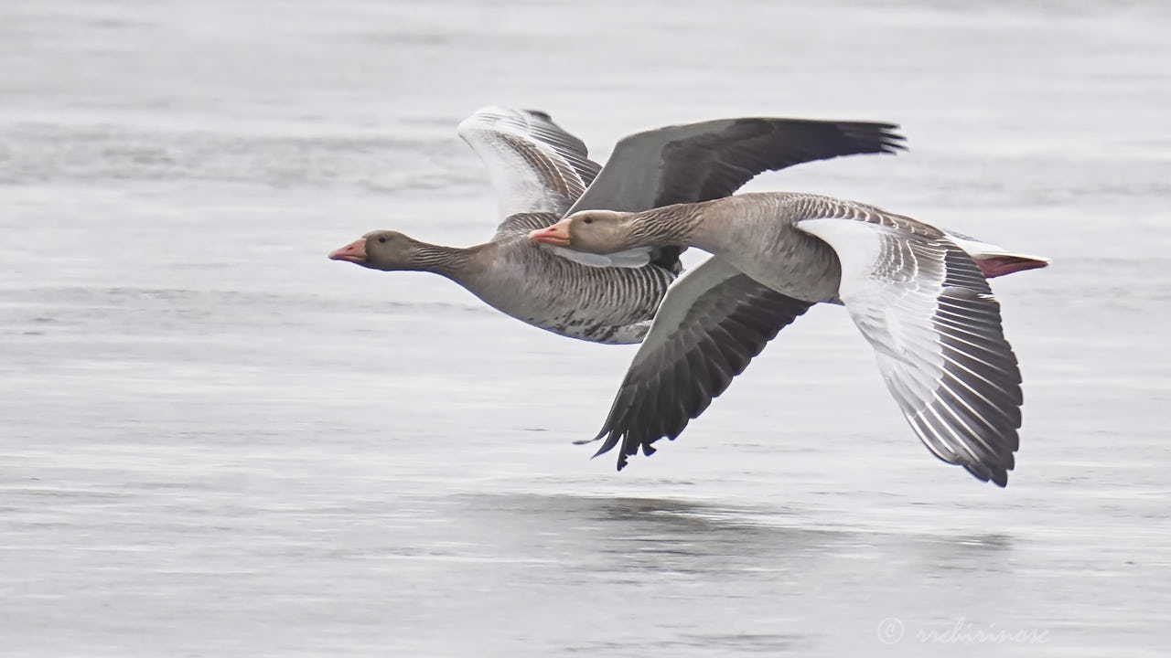 Greylag goose