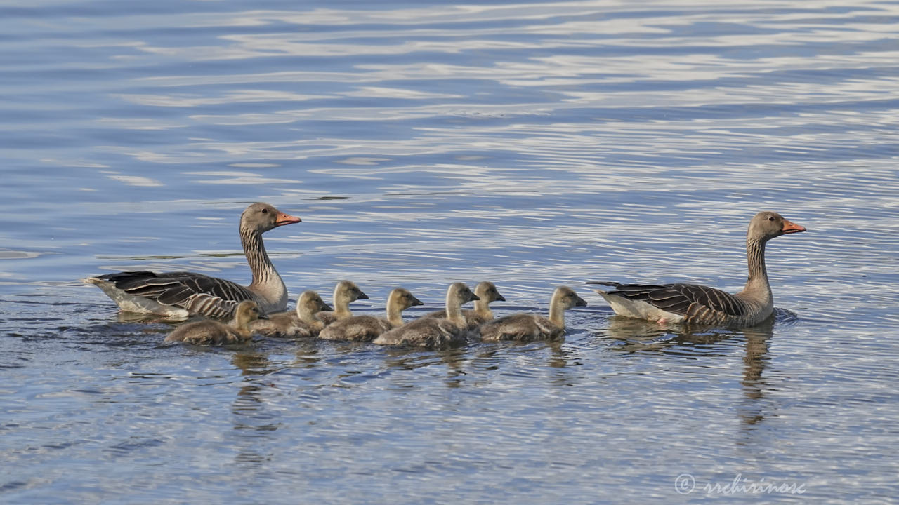 Greylag goose